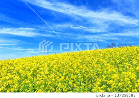 菜の花畑 137859595