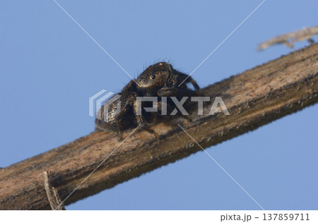 Jumping spider Sibianor aurocinctus sitting on a dry brown twig in nature Jumping spider Sibianor aurocinctus sitting on a dry brown twig in nature 137859711