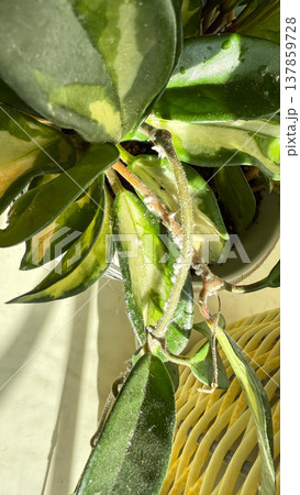 Close-up of Hoya plant leaves damaged by mealybugs (Pseudococcidae). White cotton-like pests covering green leaves of a houseplant. Concept of indoor plant diseases, pest infestation, and home plant. 137859728