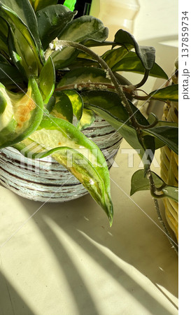Close-up of Hoya plant leaves damaged by mealybugs (Pseudococcidae). White cotton-like pests covering green leaves of a houseplant. Concept of indoor plant diseases, pest infestation, and home plant. Close-up of Hoya plant leaves damaged by mealybugs (Pseudococcidae). White cotton-like pests covering green leaves of a houseplant. Concept of indoor plant diseases, pest infestation, and home plant. 137859734