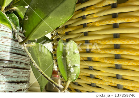 Close-up of Hoya plant leaves damaged by mealybugs (Pseudococcidae). White cotton-like pests covering green leaves of a houseplant. Concept of indoor plant diseases, pest infestation, and home plant. 137859740