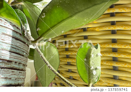 Close-up of Hoya plant leaves damaged by mealybugs (Pseudococcidae). White cotton-like pests covering green leaves of a houseplant. Concept of indoor plant diseases, pest infestation, and home plant. 137859741