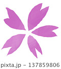 五枚の花びらに分かれたサクラの絵 137859806