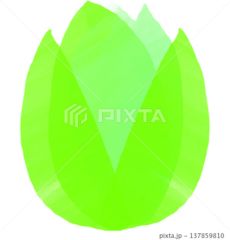 ふきのとうなどの緑色の春の植物の絵 ふきのとうなどの緑色の春の植物の絵 137859810