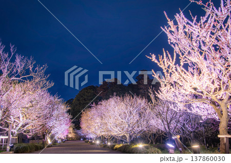 水戸偕楽園イルミネーション 137860030