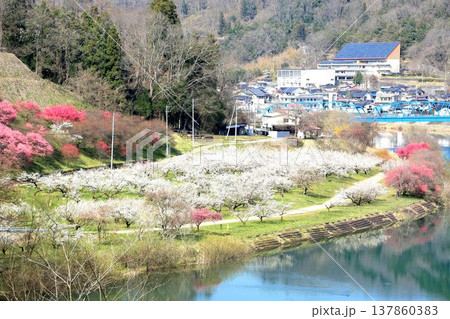 ろうかく梅園 ろうかく梅園 137860383