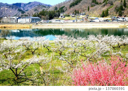 ろうかく梅園 137860391