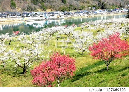ろうかく梅園 ろうかく梅園 137860393