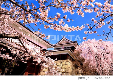 上田城跡公園の桜 137860562