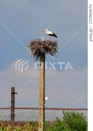 ルーマニア、トランシルヴァニア地方、ルペア近郊、コウノトリの巣、コウノトリ親子 137860670