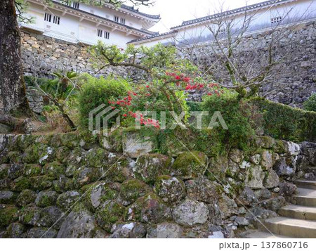 お城の石垣 お城の石垣 137860716