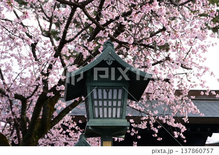 桜に彩られた灯籠 桜に彩られた灯籠 137860757