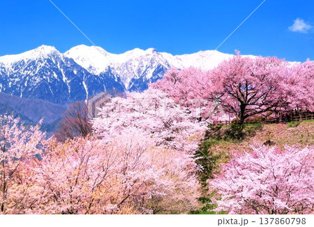 大草城址公園の桜 大草城址公園の桜 137860798