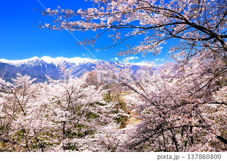 大草城址公園の桜 大草城址公園の桜 137860800