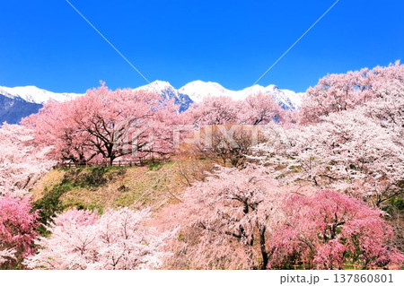 大草城址公園の桜 大草城址公園の桜 137860801