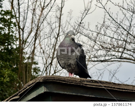 冬の枯れ木を背景に目を閉じて佇む野生の鳩 137861174