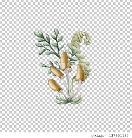 Cute small mushrooms fern leaves. Toadstool Rosehip Watercolor summer floral forest illustration hand painted isolated on white background for nursery baby kids design prints cards mystery textile 137861185