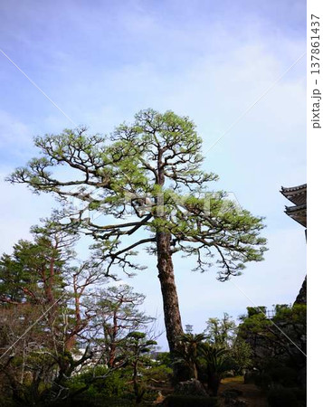 高知城の天守閣 137861437