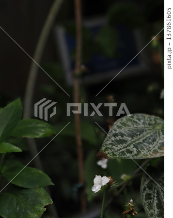 山口県の植物館でマクロ撮影した深度合成の白い花と斑入り葉 山口県の植物館でマクロ撮影した深度合成の白い花と斑入り葉 137861605