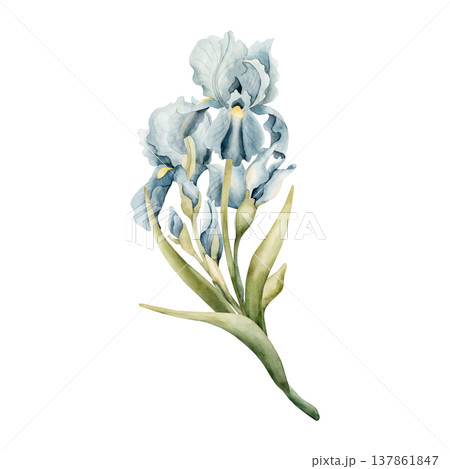 Blue Iris Bouquet Spring Bulb Flowers. Watercolor hand drawn floral illustration isolated on white background for Easter Woman's day design textile fresh print card cosmetic package porcelain crockery 137861847