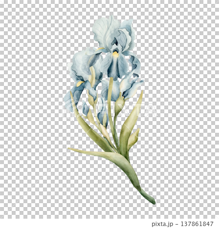Blue Iris Bouquet Spring Bulb Flowers. Watercolor hand drawn floral illustration isolated on white background for Easter Woman's day design textile fresh print card cosmetic package porcelain crockery Blue Iris Bouquet Spring Bulb Flowers. Watercolor hand drawn floral illustration isolated on white background for Easter Woman's day design textile fresh print card cosmetic package porcelain crockery 137861847