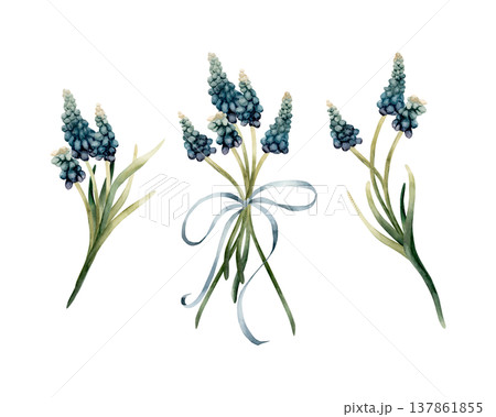Blue Muscari Bouquet Set Ribbon Bow Spring Bulb Flowers. Watercolor hand drawn floral illustration isolated on white background Easter Woman's day design textile print card package porcelain crockery 137861855