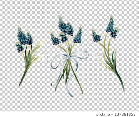 Blue Muscari Bouquet Set Ribbon Bow Spring Bulb Flowers. Watercolor hand drawn floral illustration isolated on white background Easter Woman's day design textile print card package porcelain crockery 137861855
