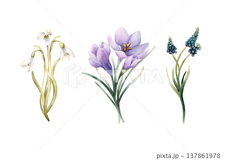 Snowdrop Crocus Muscari Bouquets Set Spring Bulb Flowers. Watercolor hand drawn floral illustration isolated on white background Easter Woman's day design textile print card cosmetic package crockery Snowdrop Crocus Muscari Bouquets Set Spring Bulb Flowers. Watercolor hand drawn floral illustration isolated on white background Easter Woman's day design textile print card cosmetic package crockery 137861978