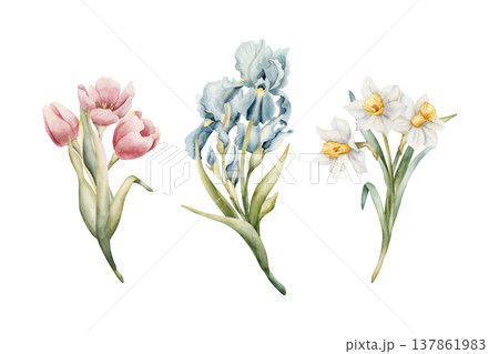 Tulip Iris Daffodil Bouquets Set Spring Bulb Flowers. Watercolor hand drawn floral illustration isolated on white background Easter Woman's day design home textile fresh card cosmetic package crockery 137861983