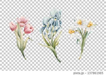 Tulip Iris Daffodil Bouquets Set Spring Bulb Flowers. Watercolor hand drawn floral illustration isolated on white background Easter Woman's day design home textile fresh card cosmetic package crockery 137861985