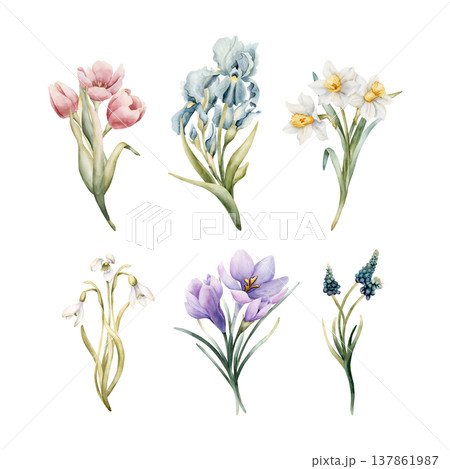 Tulip Iris Daffodil Snowdrop Crocus Muscari Bouquets Set Spring Bulb Flowers. Watercolor hand drawn floral illustration isolated on white background Easter Woman's day design home textile fresh card 137861987
