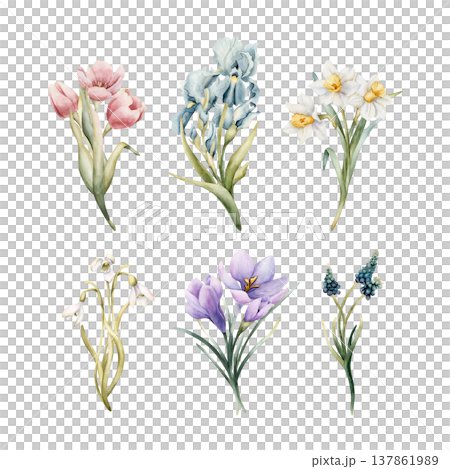 Tulip Iris Daffodil Snowdrop Crocus Muscari Bouquets Set Spring Bulb Flowers. Watercolor hand drawn floral illustration isolated on white background Easter Woman's day design home textile fresh card 137861989