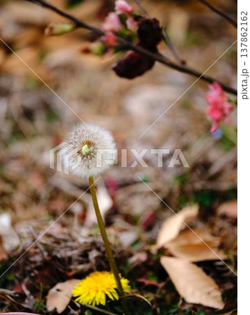 たんぽぽ 137862162