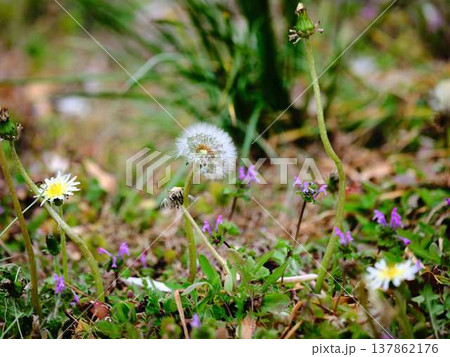 たんぽぽ たんぽぽ 137862176