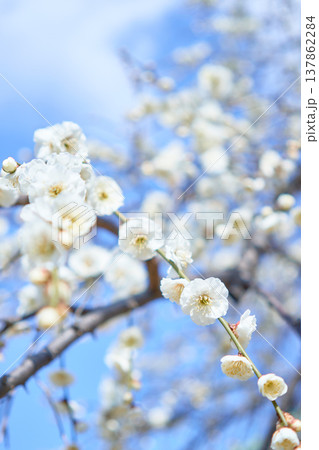 青空に映える梅の花 青空に映える梅の花 137862284