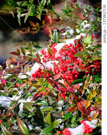 雪が降った畑　果樹園 137862536