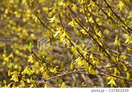 レンギョウ(モクセイ科)落葉性低木落葉広葉樹 レンギョウ(モクセイ科)落葉性低木落葉広葉樹 137862830