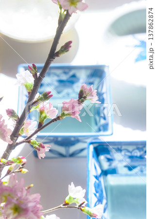 和風イメージ画像［染付の器と桜］ 137862874