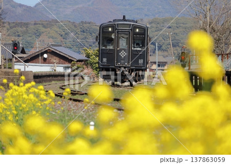 平成筑豊鉄道のディーゼルカーと菜の花 平成筑豊鉄道のディーゼルカーと菜の花 137863059