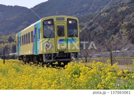平成筑豊鉄道のディーゼルカーと菜の花 平成筑豊鉄道のディーゼルカーと菜の花 137863061