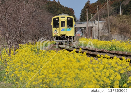 平成筑豊鉄道のディーゼルカーと菜の花 平成筑豊鉄道のディーゼルカーと菜の花 137863065