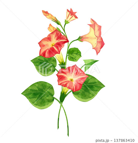 A hand-painted watercolor bouquet of pink morning glory flowers, with blooming morning glories and green leaves. A botanical floral arrangement for greeting cards and summer-themed decorative projects A hand-painted watercolor bouquet of pink morning glory flowers, with blooming morning glories and green leaves. A botanical floral arrangement for greeting cards and summer-themed decorative projects 137863410