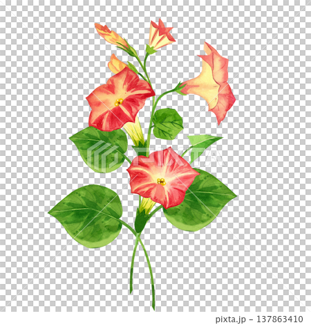 A hand-painted watercolor bouquet of pink morning glory flowers, with blooming morning glories and green leaves. A botanical floral arrangement for greeting cards and summer-themed decorative projects 137863410