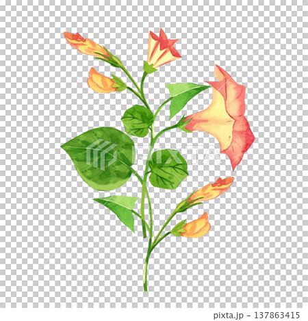 Pink morning glory flowers with leaves and vines. Hand-painted in watercolor on a white background. A spring morning glory bouquet for wedding invitations, cards, and fabric printing. 137863415