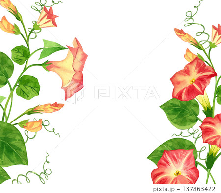 A frame featuring a pink morning glory flower, leaves, and buds, all hand-painted in watercolor. A border of blooming morning glory makes for a wedding invitation or romantic greeting card. 137863422
