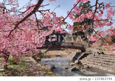 佐賀県唐津市相知町「ほたる橋と河津桜」 137863744