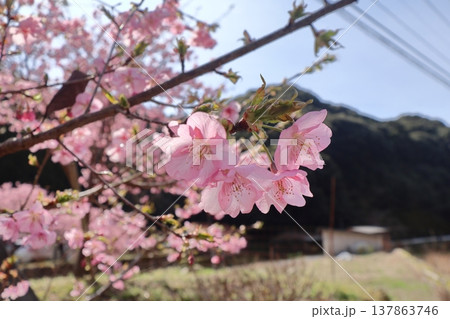 佐賀県唐津市相知町「ほたる橋と河津桜」 137863746