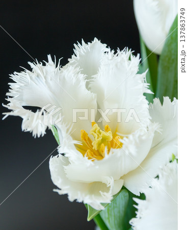 The beauty of tulips  137863749