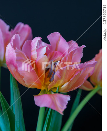 The beauty of tulips  137863755