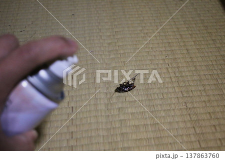 ゴキブリに殺虫スプレー散布 137863760